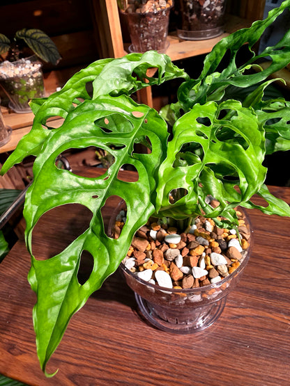 Monstera obliqua peru 斜葉龜背竹