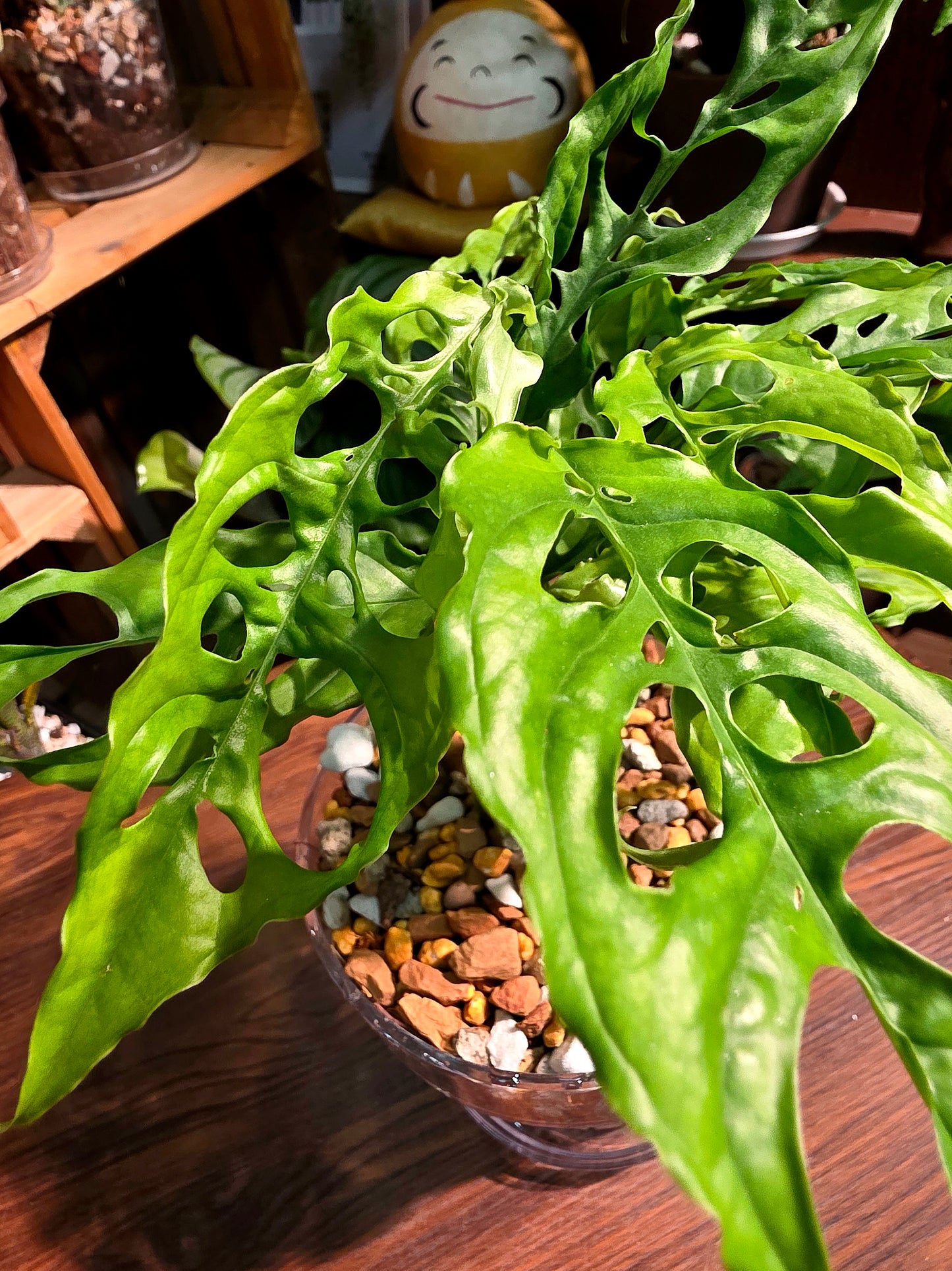 Monstera obliqua peru 斜葉龜背竹