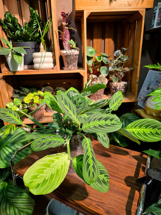 Maranta leuconeura lemon lime 檸檬竹芋