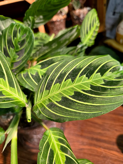 Maranta leuconeura lemon lime 檸檬竹芋