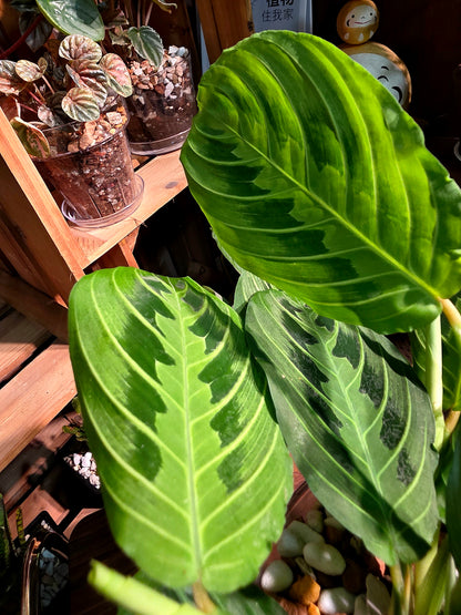 Maranta leuconeura lemon lime 檸檬竹芋