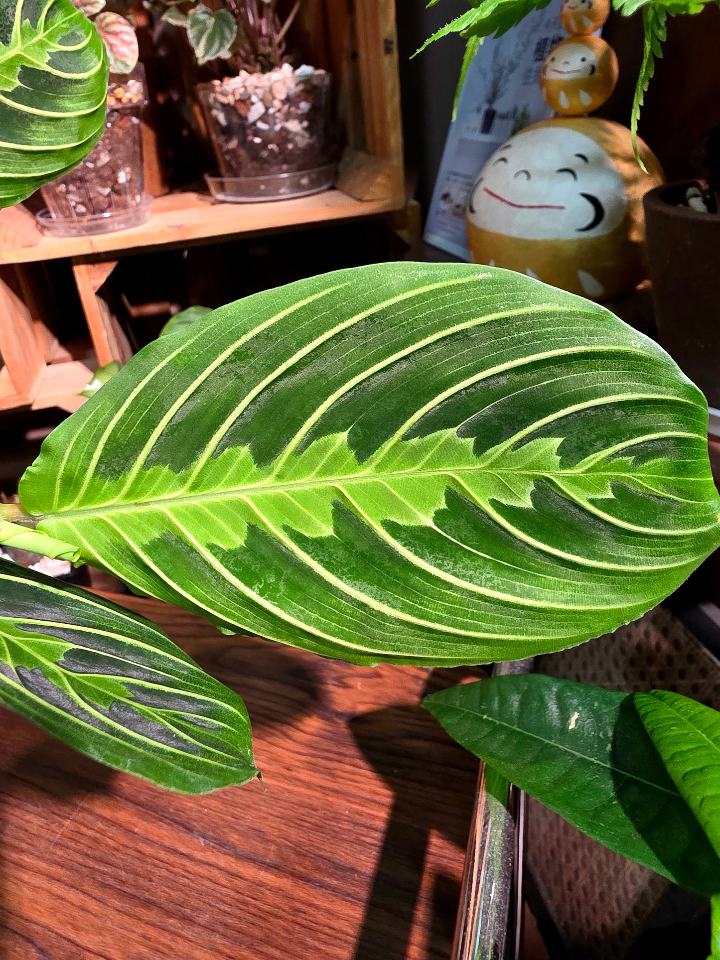 Maranta leuconeura lemon lime 檸檬竹芋