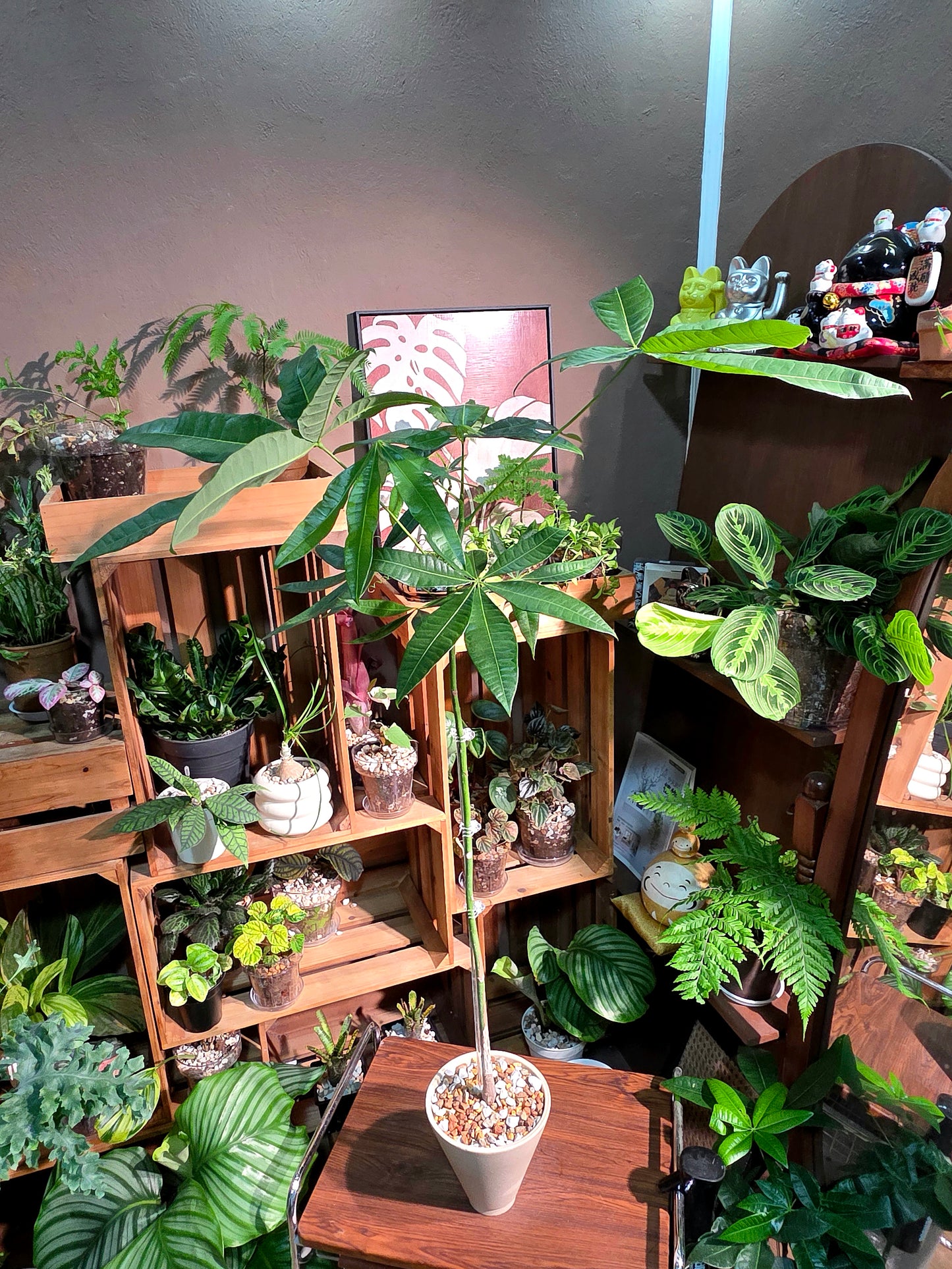 Pachira aquatica 馬拉巴栗原生種發財樹