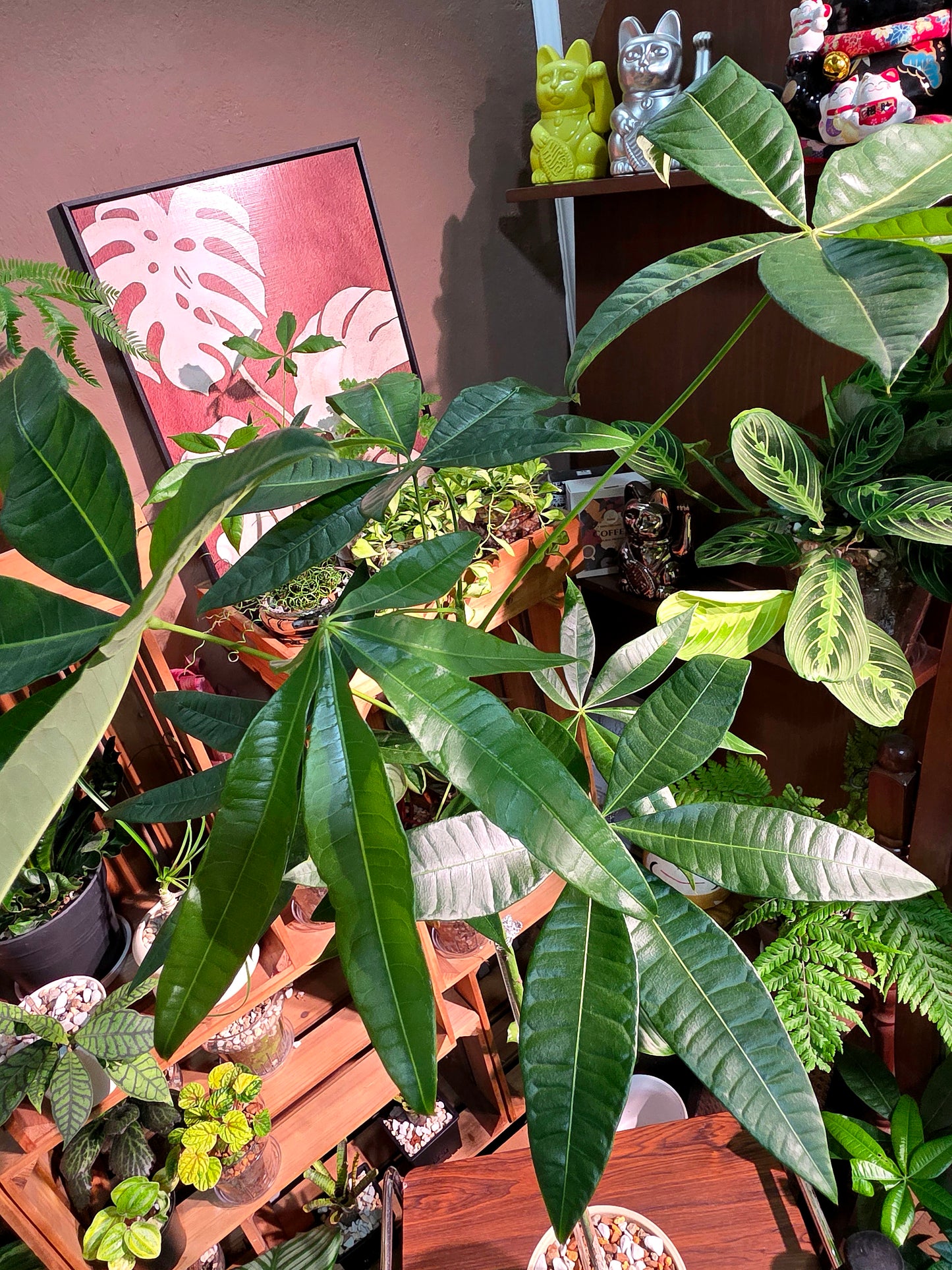 Pachira aquatica 馬拉巴栗原生種發財樹