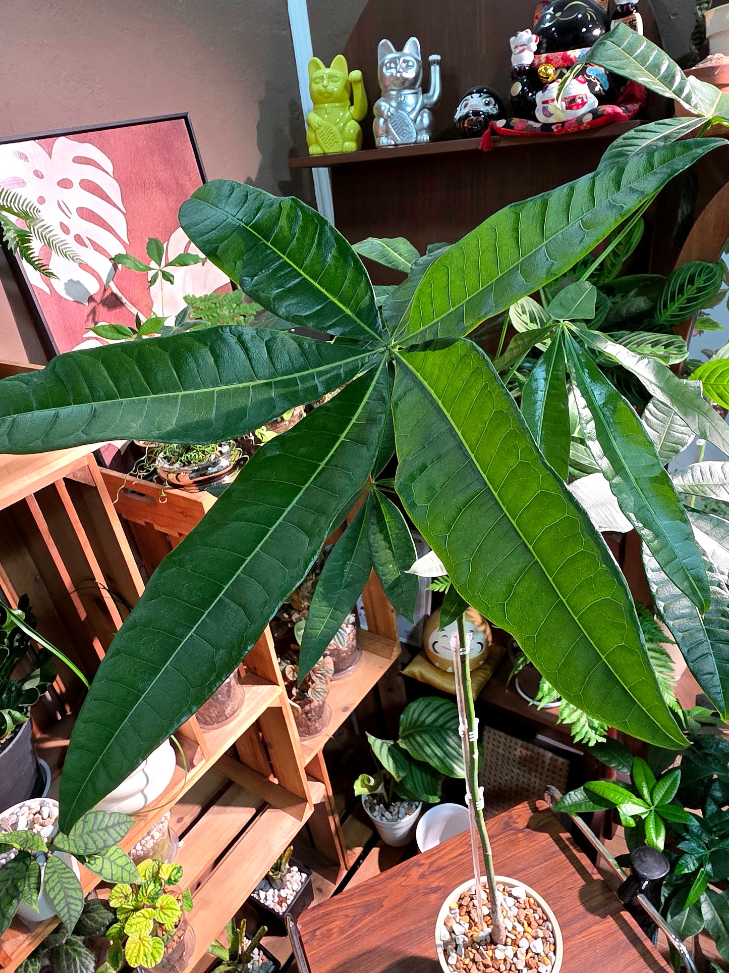 Pachira aquatica 馬拉巴栗原生種發財樹
