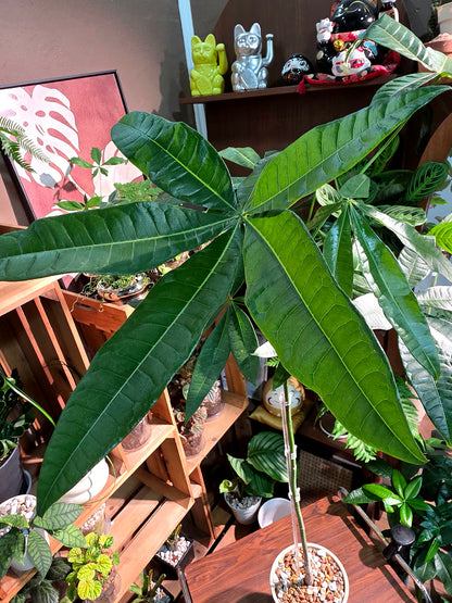 Pachira aquatica 馬拉巴栗原生種發財樹
