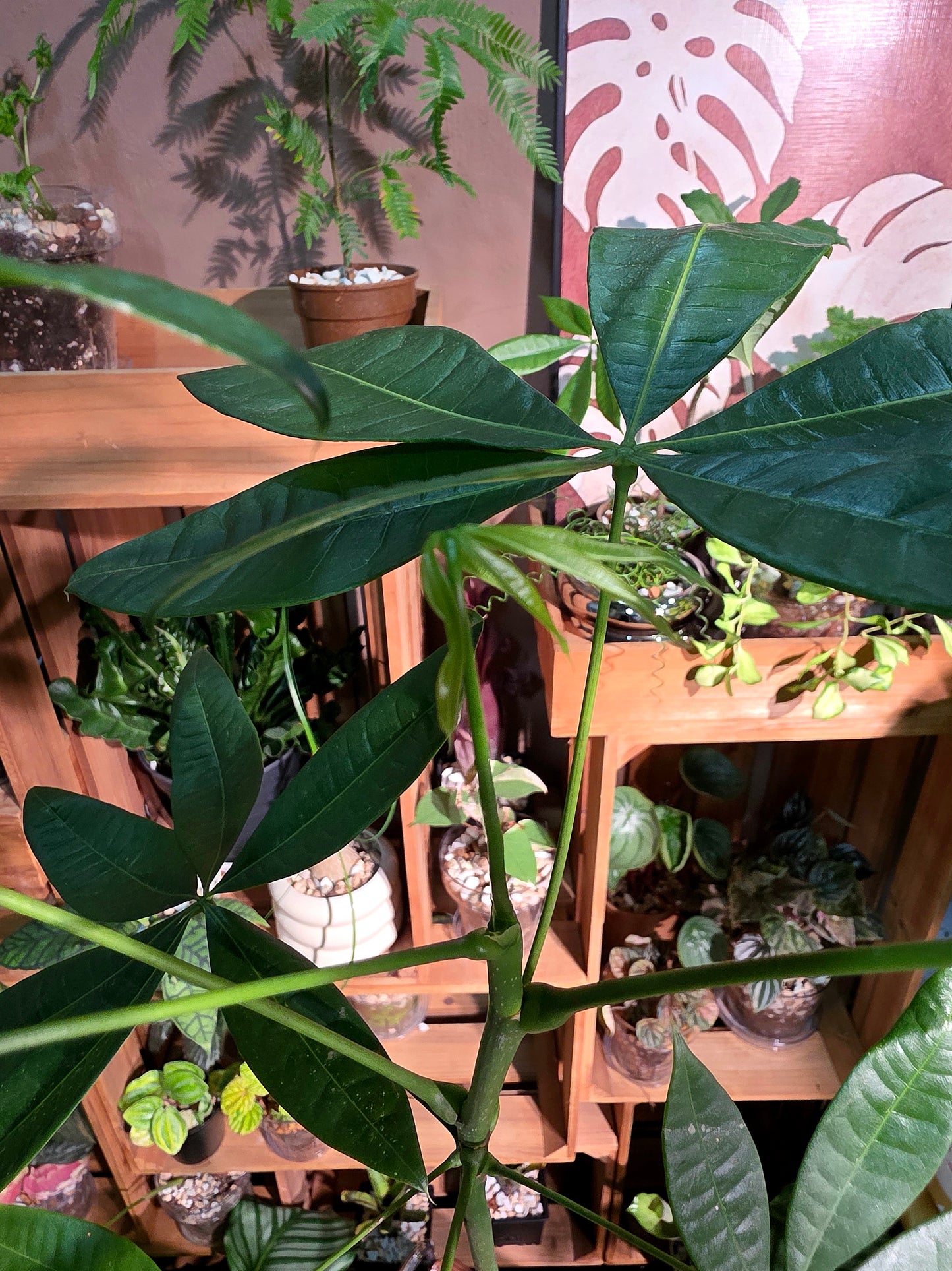 Pachira aquatica 馬拉巴栗原生種發財樹
