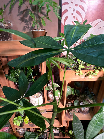 Pachira aquatica 馬拉巴栗原生種發財樹