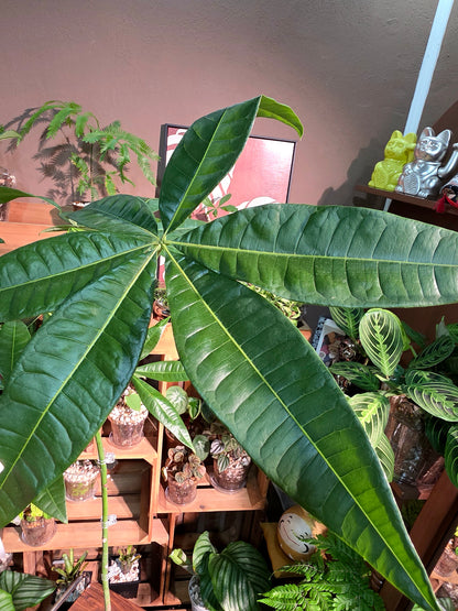 Pachira aquatica 馬拉巴栗原生種發財樹
