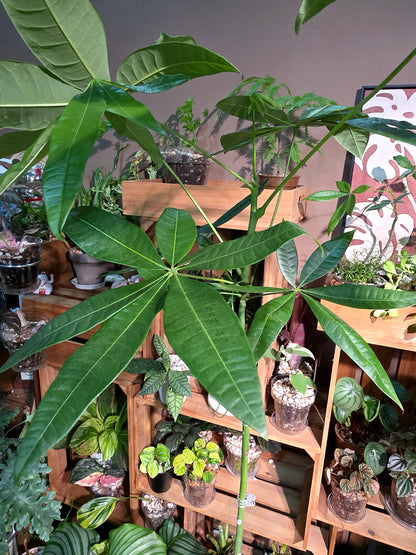 Pachira aquatica 馬拉巴栗原生種發財樹