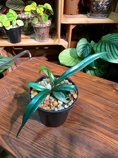 Microsorum thailandicum 藍光蕨