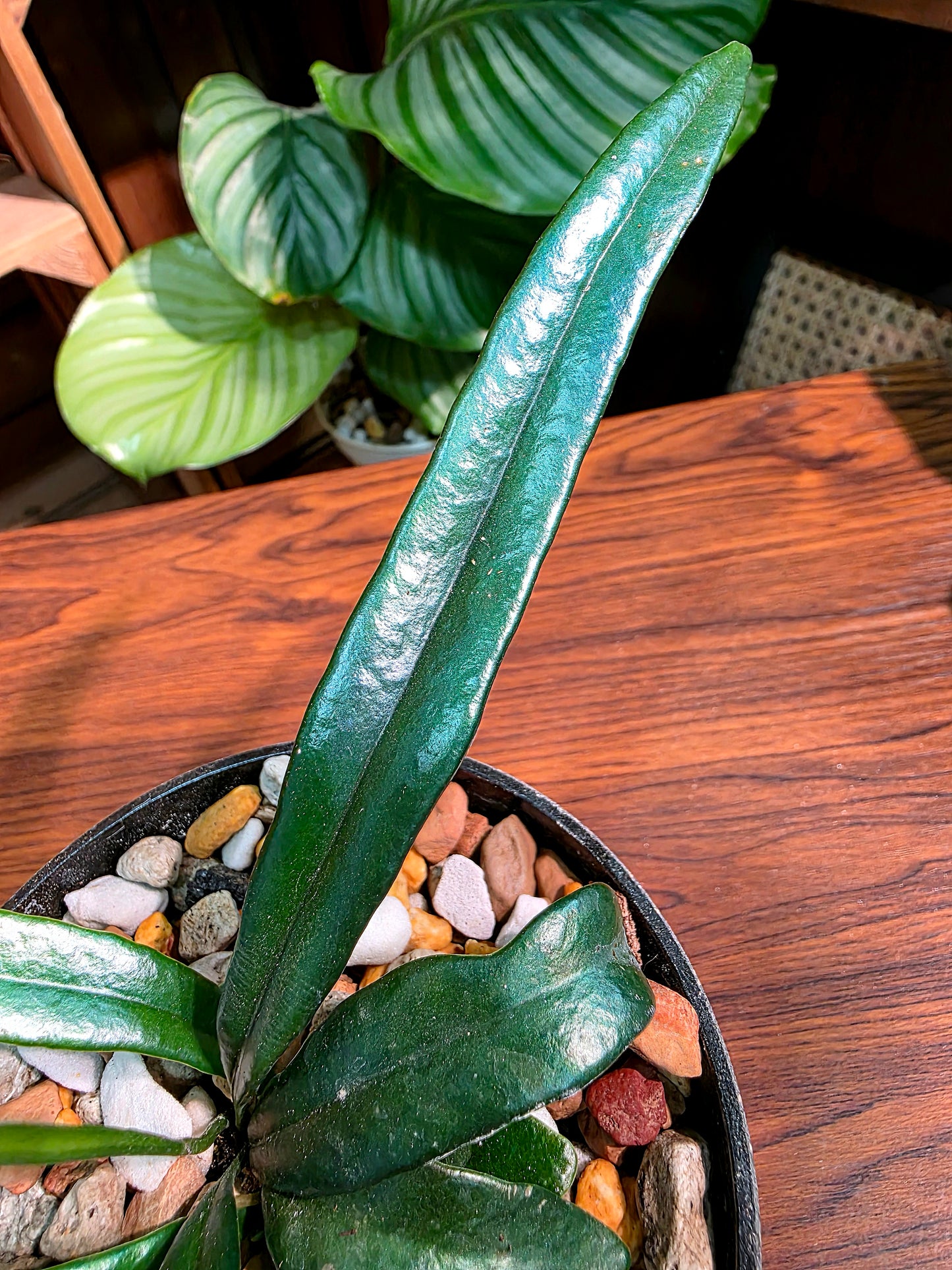 Microsorum thailandicum 藍光蕨