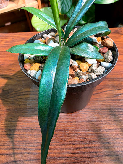 Microsorum thailandicum 藍光蕨