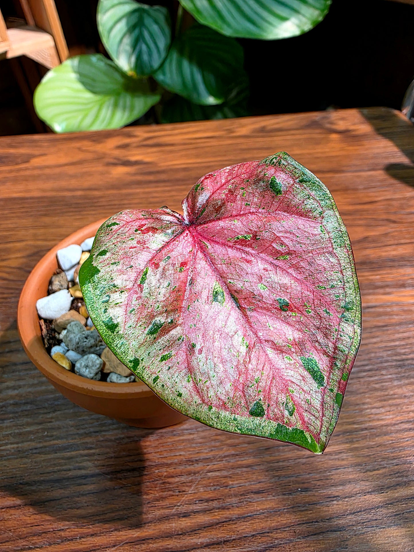 Caladium Thailand 泰國彩葉芋 - 心肝寶貝