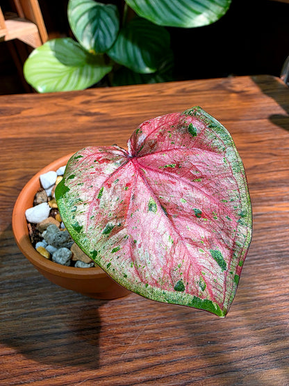 Caladium Thailand 泰國彩葉芋 - 心肝寶貝