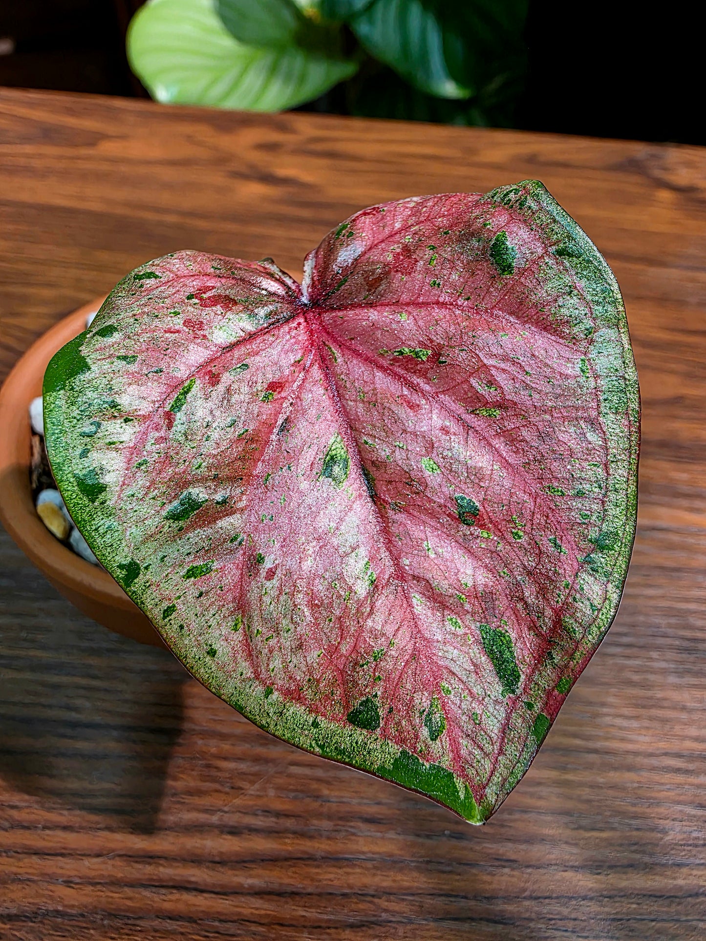 Caladium Thailand 泰國彩葉芋 - 心肝寶貝
