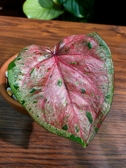 Caladium Thailand 泰國彩葉芋 - 心肝寶貝