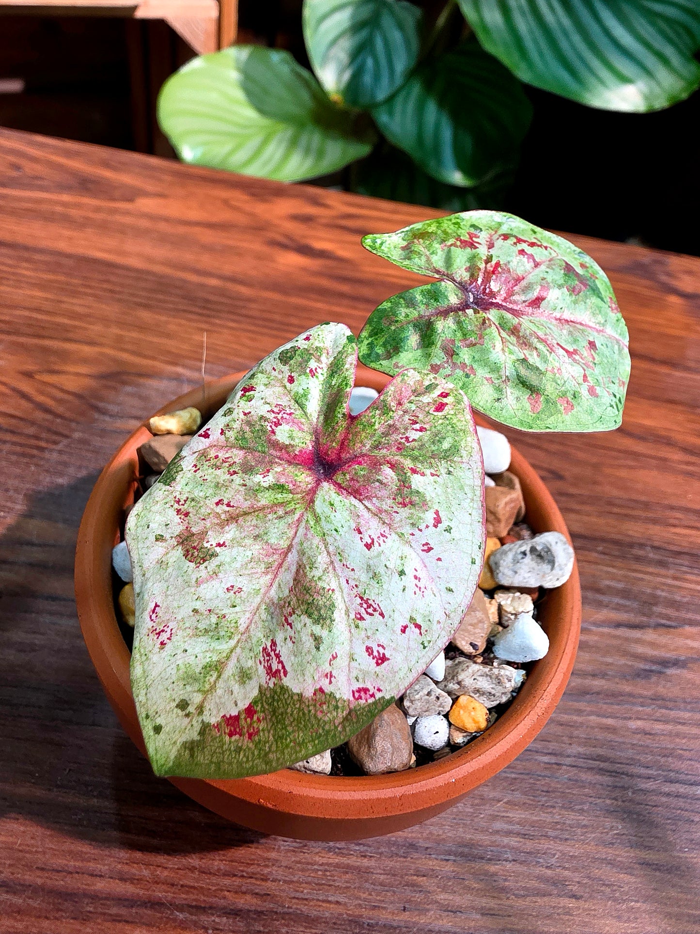 Caladium Thailand 泰國彩葉芋 - KKC