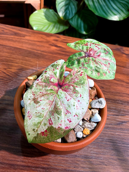 Caladium Thailand 泰國彩葉芋 - KKC