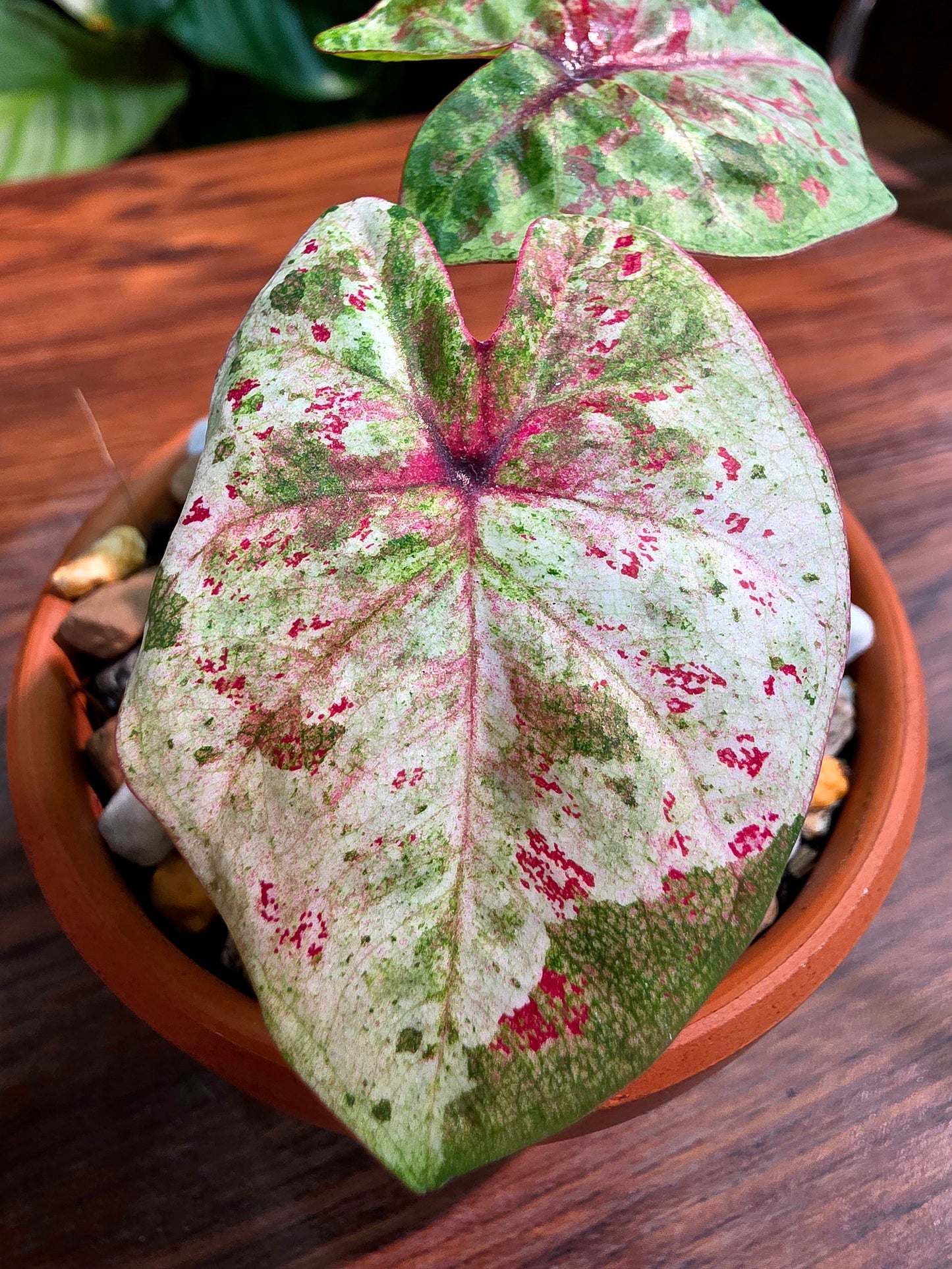Caladium Thailand 泰國彩葉芋 - KKC