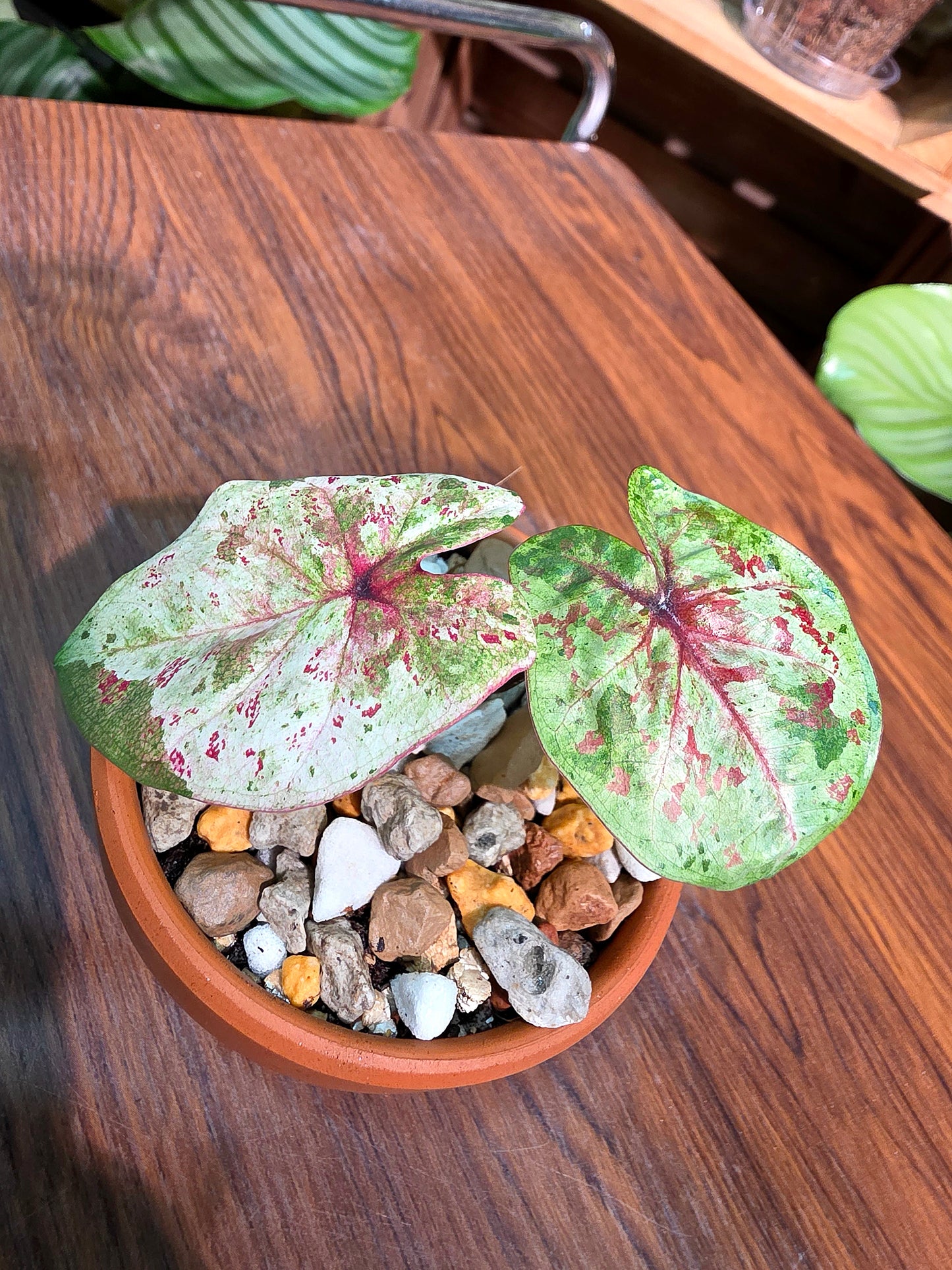 Caladium Thailand 泰國彩葉芋 - KKC