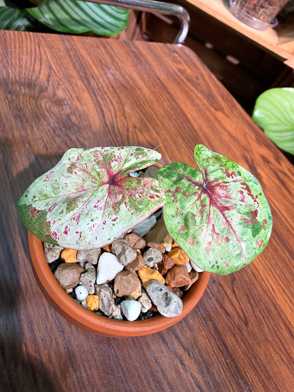 Caladium Thailand 泰國彩葉芋 - KKC