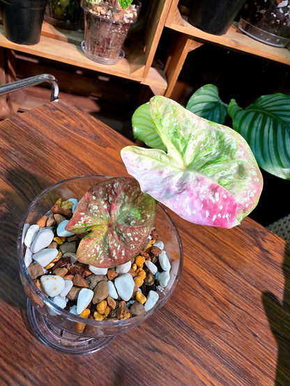 Caladium Thailand 泰國彩葉芋