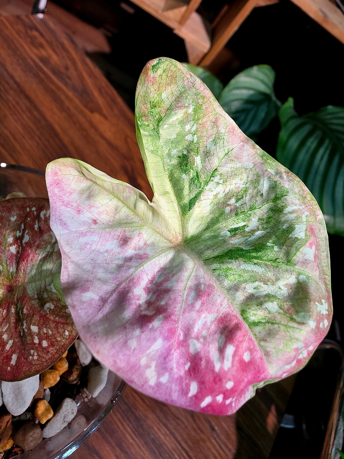 Caladium Thailand 泰國彩葉芋