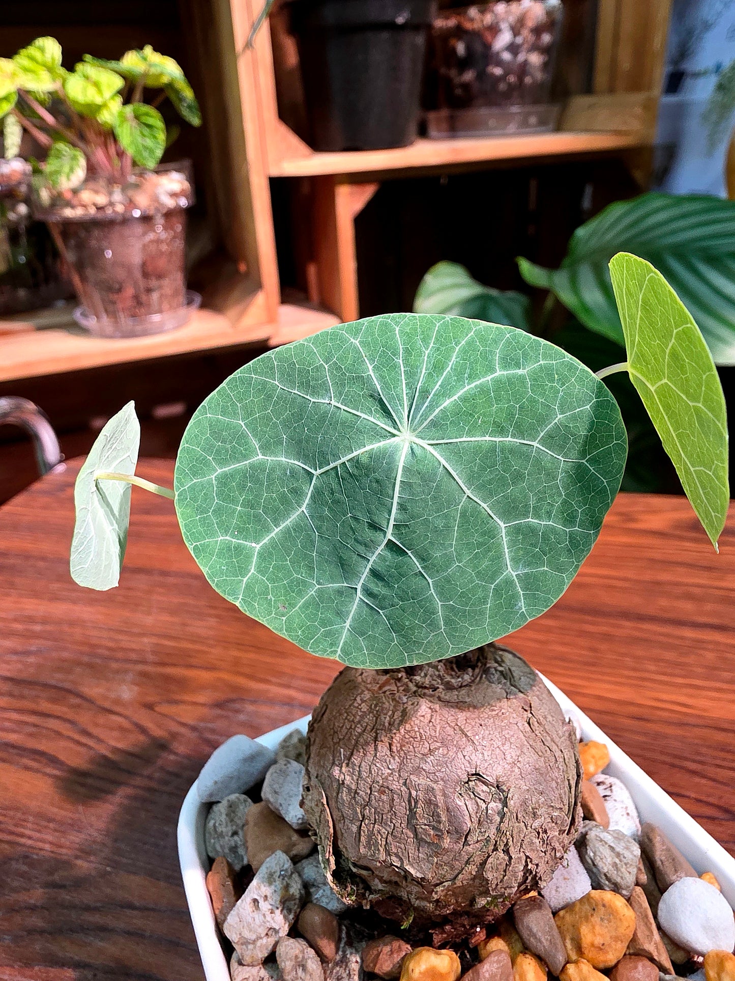 Stephania spp 山烏龜