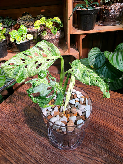 Monstera adansonii Frozen Freckles 冰凍雀斑龜背竹