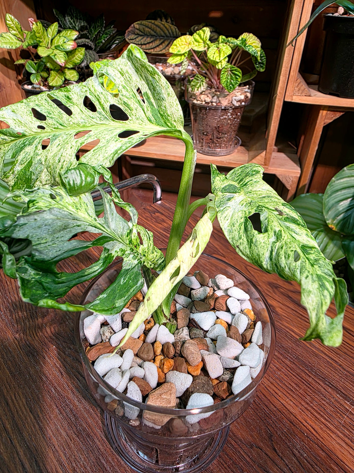 Monstera adansonii Frozen Freckles 冰凍雀斑龜背竹
