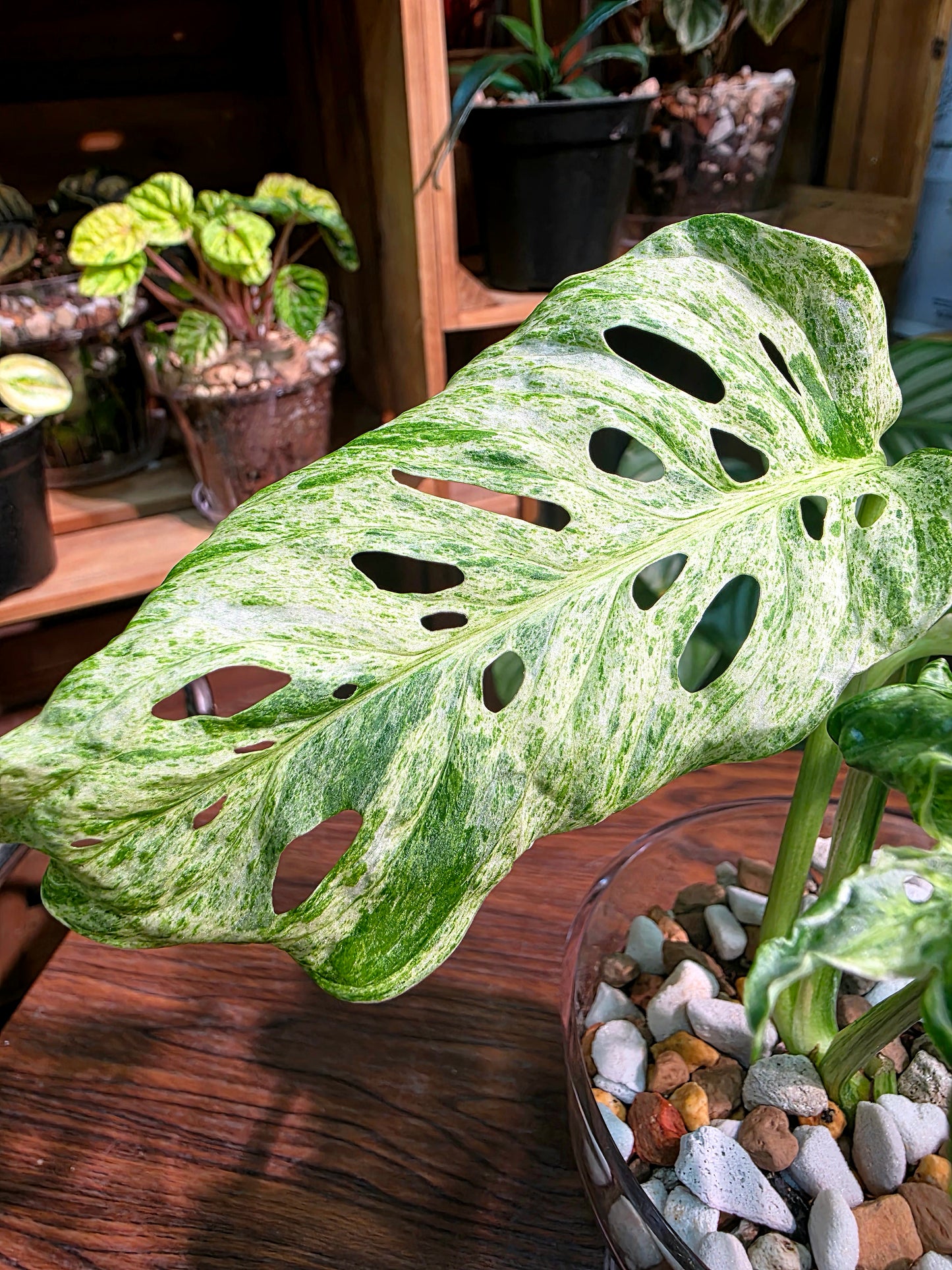 Monstera adansonii Frozen Freckles 冰凍雀斑龜背竹