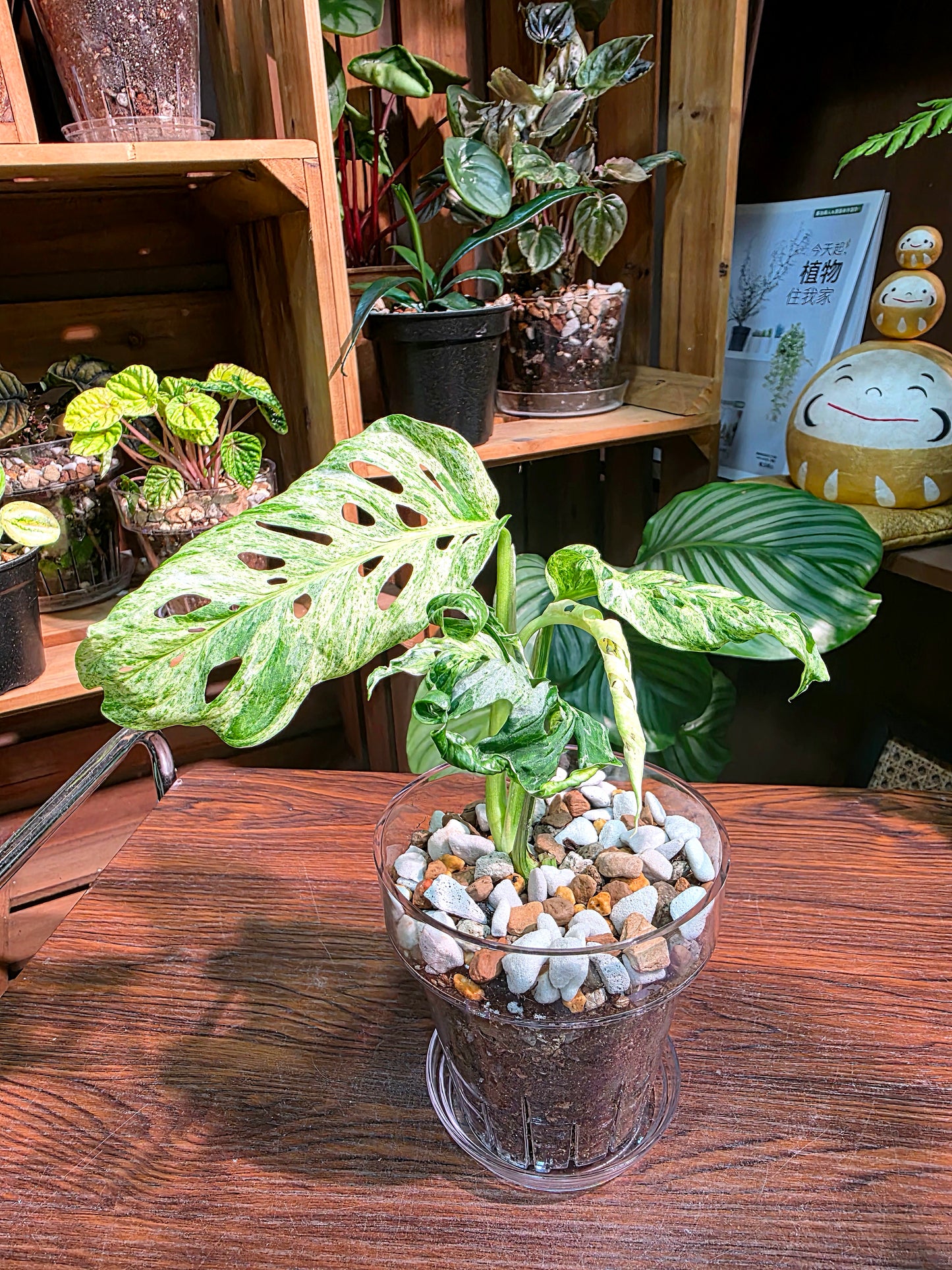 Monstera adansonii Frozen Freckles 冰凍雀斑龜背竹