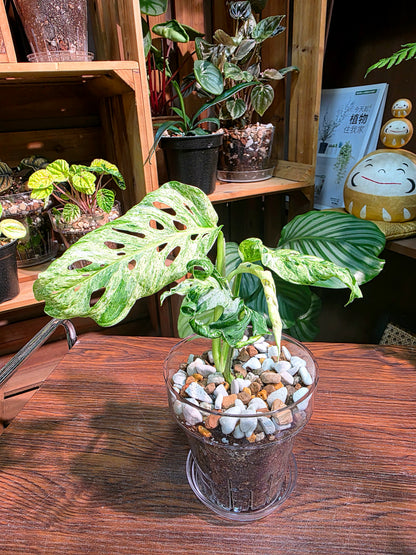 Monstera adansonii Frozen Freckles 冰凍雀斑龜背竹