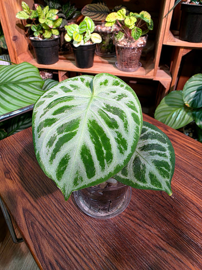 Anthurium dorayaki 銅鑼燒花燭