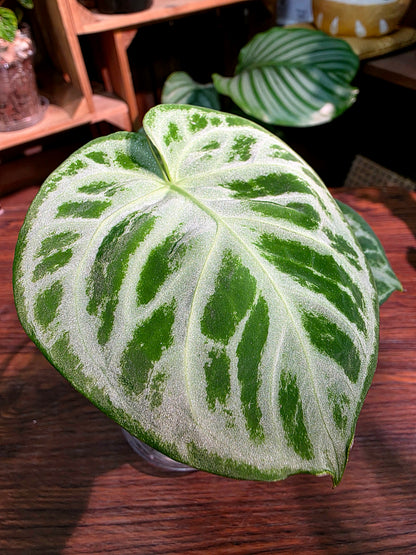Anthurium dorayaki 銅鑼燒花燭
