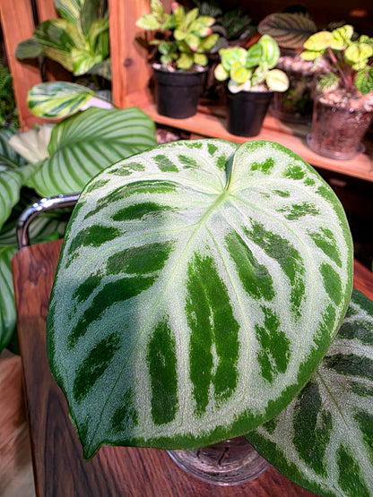 Anthurium dorayaki 銅鑼燒花燭