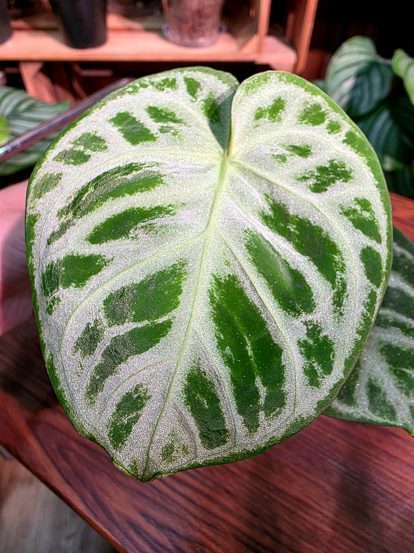 Anthurium dorayaki 銅鑼燒花燭