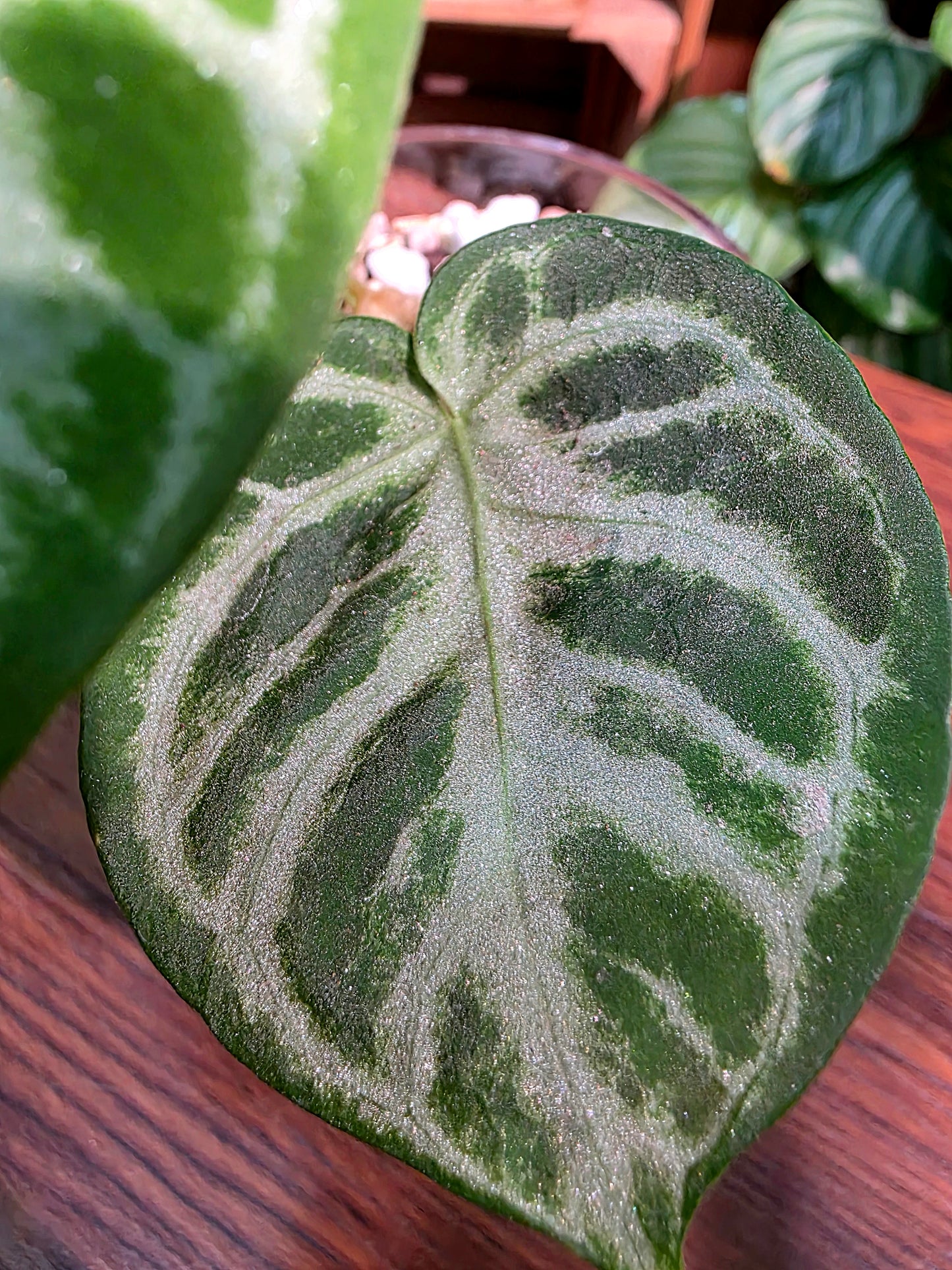 Anthurium dorayaki 銅鑼燒花燭