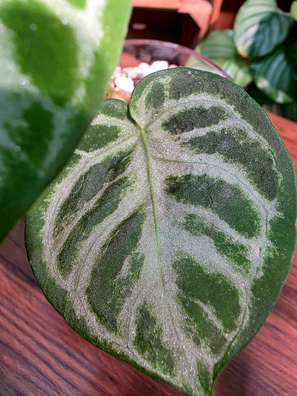 Anthurium dorayaki 銅鑼燒花燭