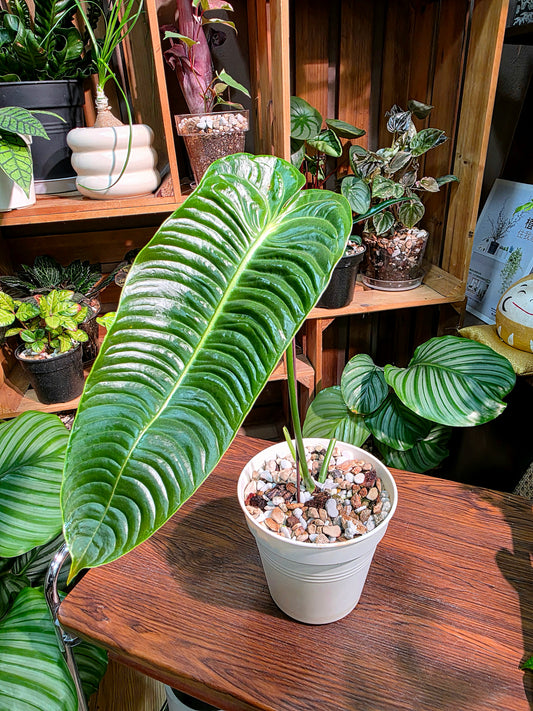 Anthurium veitchii 火鶴王