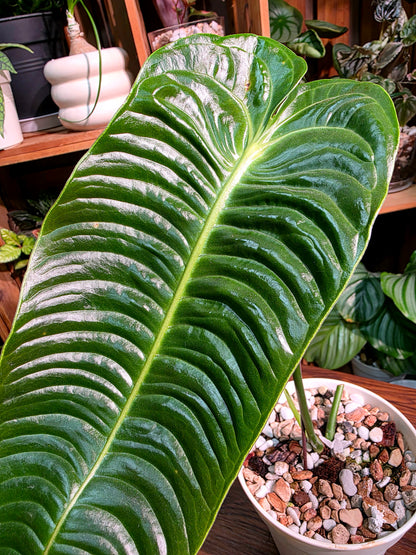 Anthurium veitchii 火鶴王
