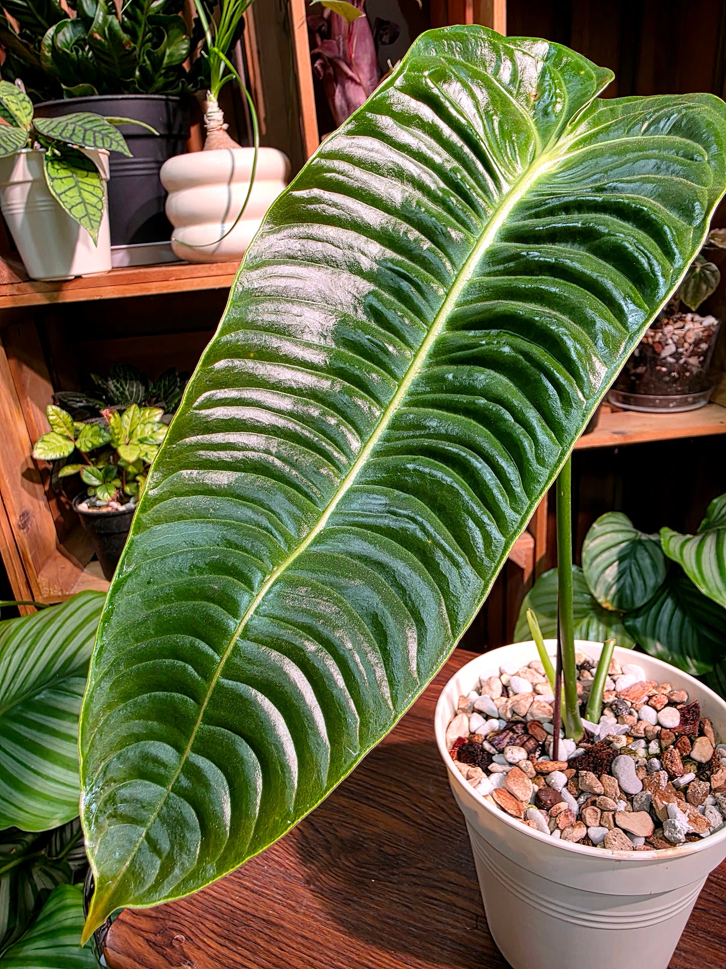 Anthurium veitchii 火鶴王
