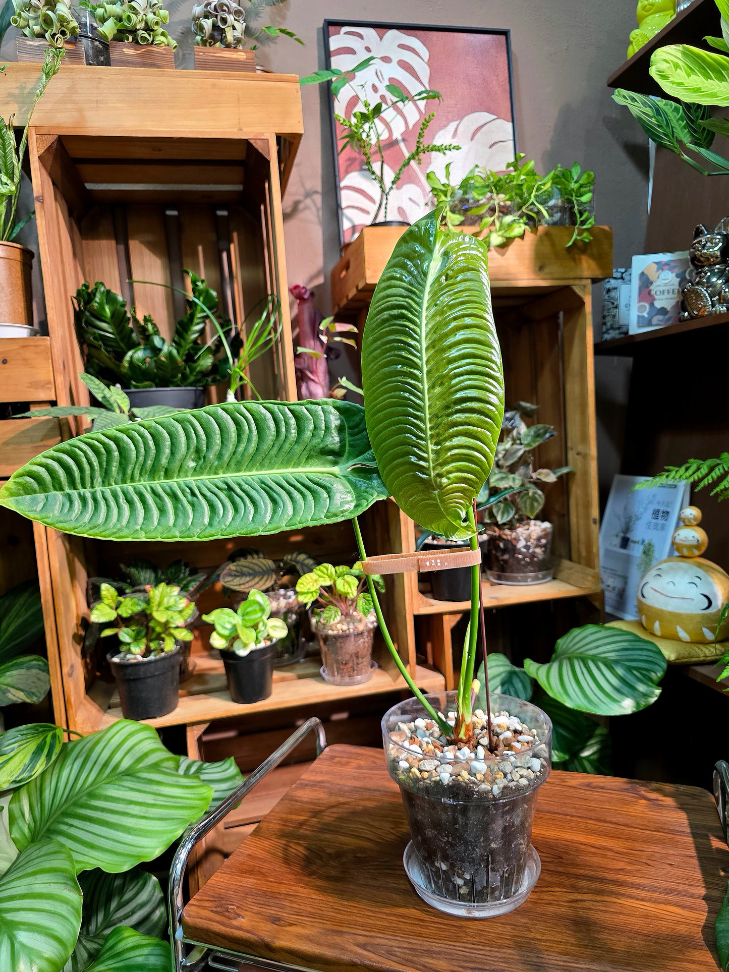 Anthurium veitchii 火鶴王