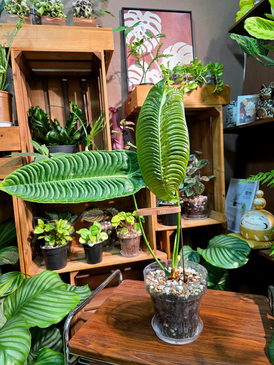 Anthurium veitchii 火鶴王