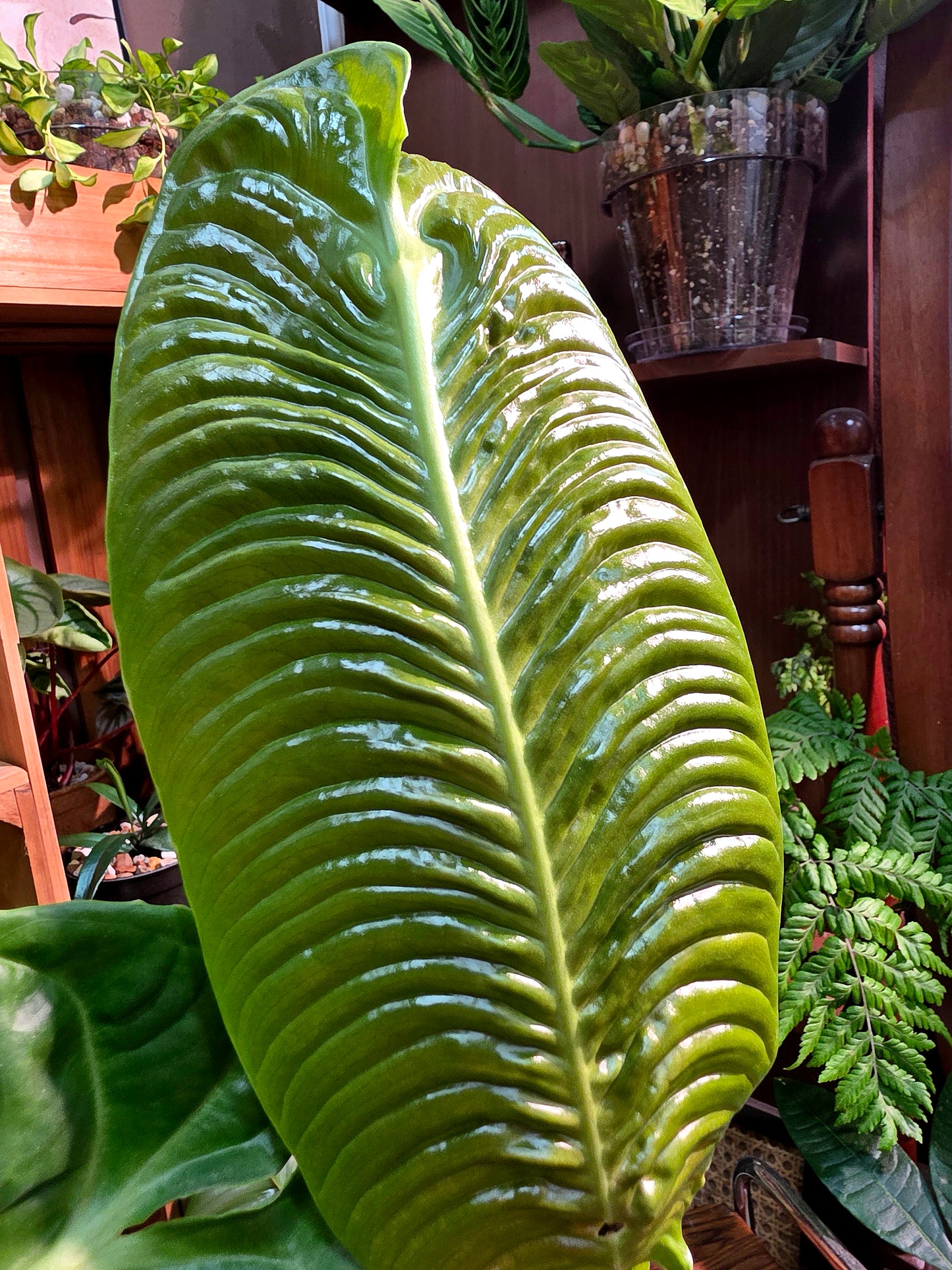 Anthurium veitchii 火鶴王