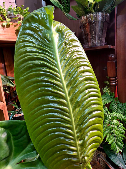 Anthurium veitchii 火鶴王