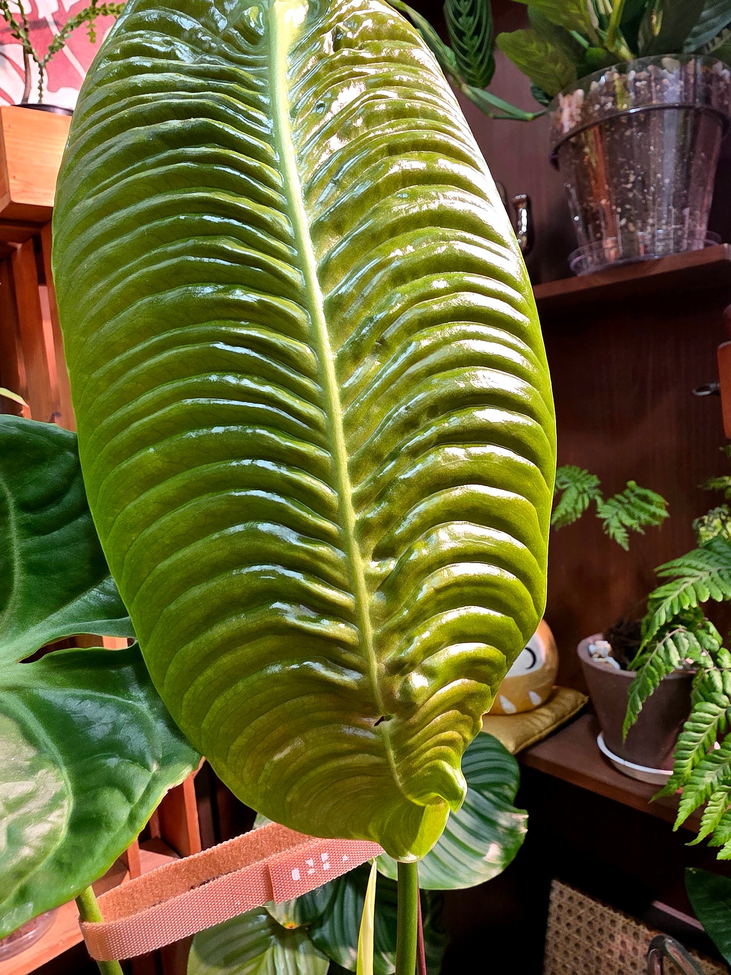 Anthurium veitchii 火鶴王
