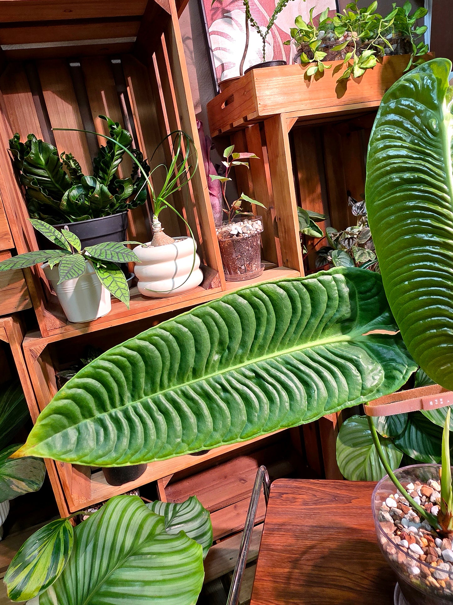 Anthurium veitchii 火鶴王