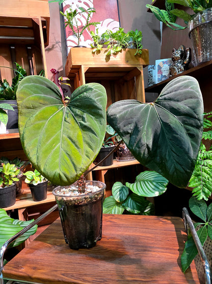 Anthurium portillae x dark phoenix red vein